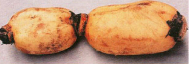 藕節(jié)